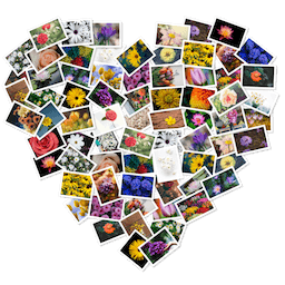 FigrCollage v3.3.2 高级版