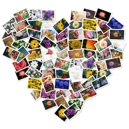 FigrCollage Pro v3.3.6 高级版 自定义照片拼贴应用